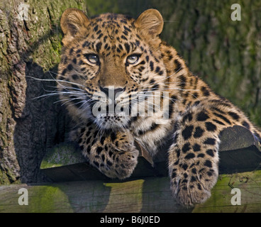 Juvenile Amur-Leopard (Panthera Pardus Orientalis) "Kiska", gezüchtet im Marwell Zoo, Hampshire, England Stockfoto