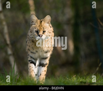 schöne Serval zu Fuß in Richtung der Kamera Leptailurus serval Stockfoto