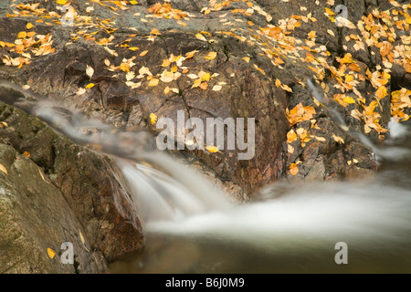 Dungeon Ghyll Kraft taumeln über Felsblöcke im Herbst Great Langdale Valley Lake District Cumbria Uk Stockfoto
