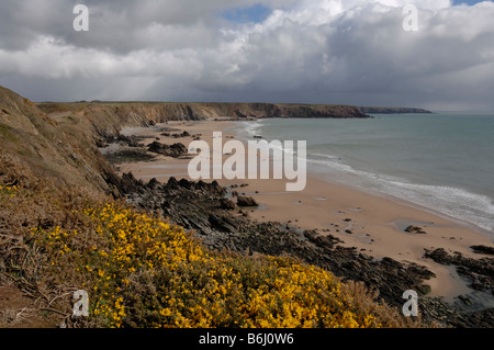 Ginster Ulex Europaeus und Marloes Sands Marloes Pembrokeshire Wales UK Europe Stockfoto