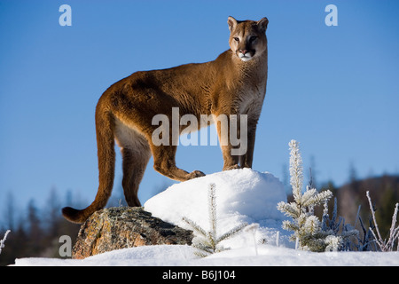 Berglöwe im Winter in der Nähe von Glacier National Park, Montana Stockfoto