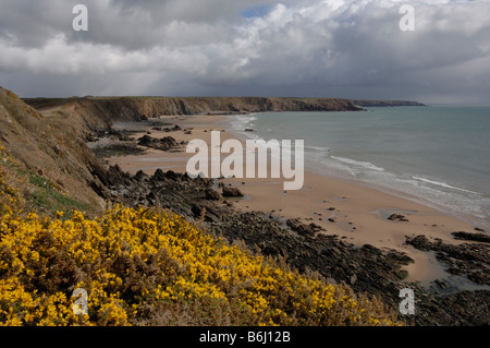 Ginster Ulex Europaeus und Marloes Sands Marloes Pembrokeshire Wales UK Europe Stockfoto