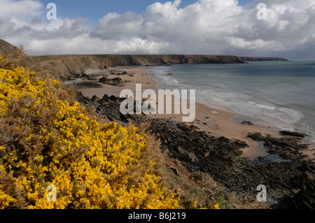 Ginster Ulex Europaeus und Marloes Sands Marloes Pembrokeshire Wales UK Europe Stockfoto