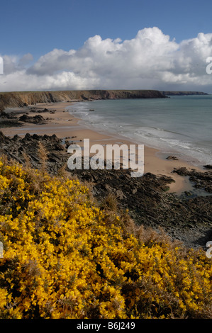 Ginster Ulex Europaeus und Marloes Sands Marloes Pembrokeshire Wales UK Europe Stockfoto