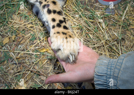 Ein große weibliche Gepard ist betäubt vor freigesetzt in Simbabwes Hwange National Park nach einer größeren Operation. Stockfoto