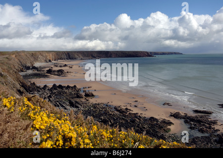 Ginster Ulex Europaeus und Marloes Sands Marloes Pembrokeshire Wales UK Europe Stockfoto