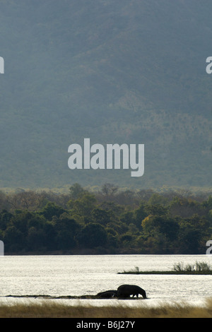 Einen großen Stier weidet Nilpferd an den Ufern des Sambesi-Flusses in Simbabwes Mana Pools Nationalpark Stockfoto