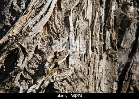 Nahaufnahme der Baumrinde mit Licht und Schatten Stockfoto