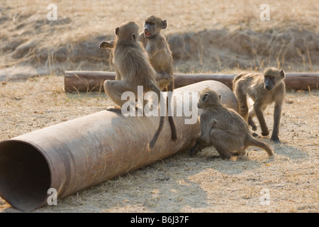 Chacma Babboons spielen auf rostigen Rohren, Mahenga Game Reserve, Namibia Stockfoto