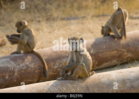 Chacma Babboons spielen auf rostigen Rohren, Mahenga Game Reserve, Namibia Stockfoto