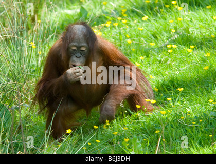 niedliche Baby Orang-Utan auf dem Rasen spielen Stockfoto