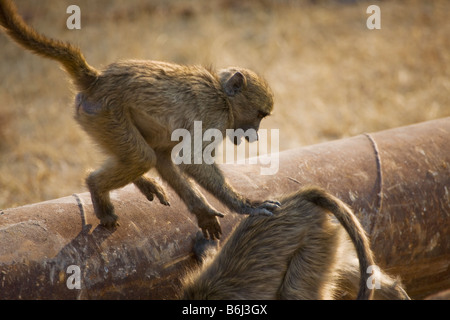 Chacma Babboons spielen auf rostigen Rohren, Mahenga Game Reserve, Namibia Stockfoto