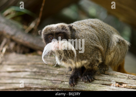 niedliche Kaiser Tamarin Saguinus imperator Stockfoto