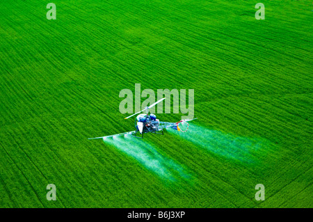 Niedrig fliegenden Hubschrauber sprüht chemischen Schädlingsbekämpfungsmitteln über Baumschule Wald. Stockfoto