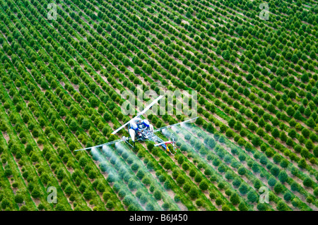 Niedrig fliegenden Hubschrauber sprüht chemischen Schädlingsbekämpfungsmitteln über Baumschule Wald. Stockfoto