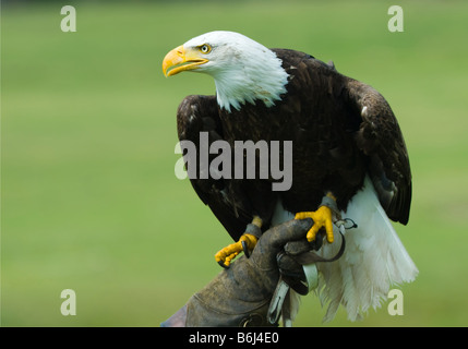 Weißkopfseeadler auf dem Handschuh ein Falkner Stockfoto