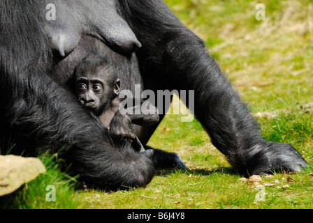 ein niedliches Baby Gorilla festhalten an Mutter Stockfoto