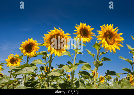 Sonnenblumen vor blauem Himmel in Südwest Frankreich Europa Stockfoto