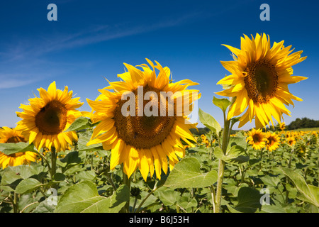 Reife Sonnenblumen vor blauem Himmel in Südwest Frankreich Europa Stockfoto