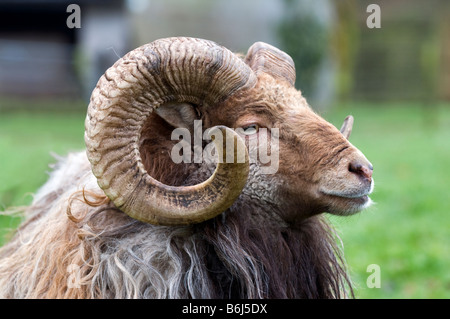 Kopfaufnahme eines Widders aus North Ronaldsay mit großen gelockten Hörnern, fotografiert im Freien auf Farmland in Somerset, England. Stockfoto