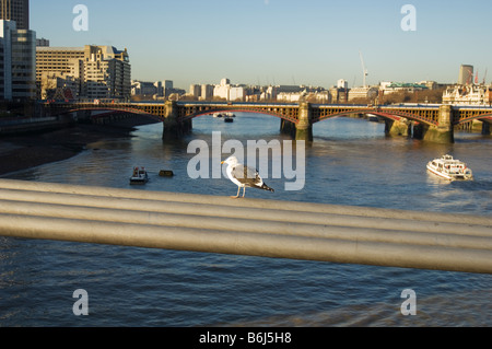 gemeinsamen Möwe stehend auf Millennium Brücke Kabel london Stockfoto