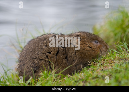 Wasser vole Stockfoto