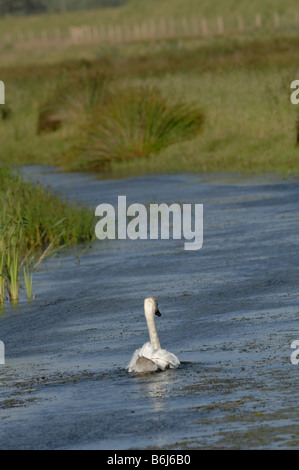 Höckerschwan Cygnus Olor Newport Feuchtgebiete National Nature Reserve Newport Wales UK Europe Stockfoto