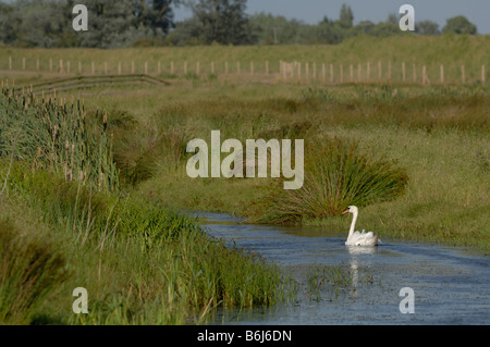 Höckerschwan Cygnus Olor Newport Feuchtgebiete National Nature Reserve Newport Wales UK Europe Stockfoto