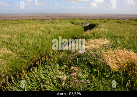 Salzwiesen Goldcliff Gwent Ebenen Newport Wales Großbritannien Europa Stockfoto