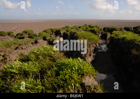 Salzwiesen und Watt Goldcliff Gwent Ebenen Newport Wales UK Europe Stockfoto