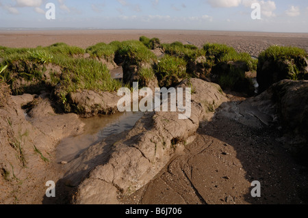 Salzwiesen und Watt Goldcliff Gwent Ebenen Newport Wales UK Europe Stockfoto