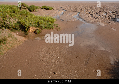 Salzwiesen und Watt Goldcliff Gwent Ebenen Newport Wales UK Europe Stockfoto