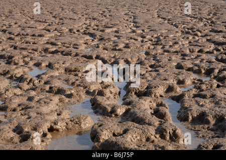 Goldcliff Pille Wattwanderungen Goldcliff Gwent Ebenen Newport Wales UK Europe Stockfoto