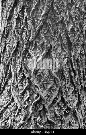 Schwarz-Pappel Rinde Muster auf uralten Baum Stockfoto