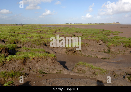 Salzwiesen Goldcliff Gwent Ebenen Newport Wales Großbritannien Europa Stockfoto