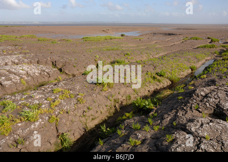 Queller Salicornia Salzwiesen Goldcliff Gwent Ebenen Newport Wales Großbritannien Europa Stockfoto