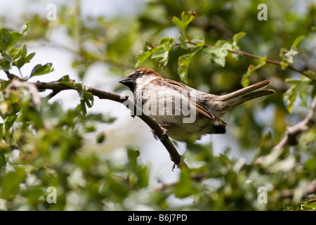 Haussperling Passer domesticus Stockfoto