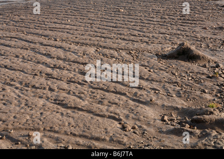 Goldcliff Pille Wattwanderungen Goldcliff Gwent Ebenen Newport Wales UK Europe Stockfoto