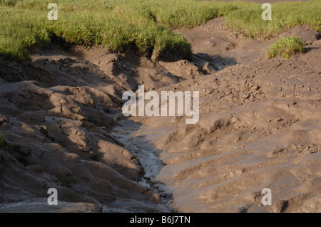 Salzwiesen und Watt Goldcliff Gwent Ebenen Newport Wales UK Europe Stockfoto