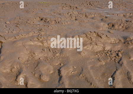 Goldcliff Pille Wattwanderungen Goldcliff Gwent Ebenen Newport Wales UK Europe Stockfoto