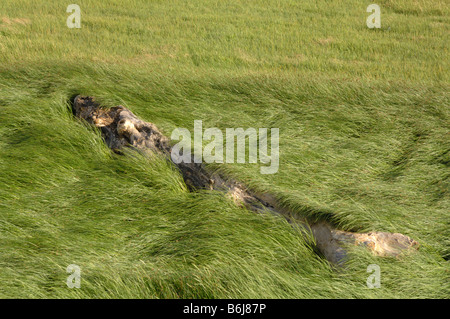 Treibholz-Baum rot-Schwingel Gras Festuca Rubra Salzwiesen Goldcliff Gwent Ebenen Newport Wales UK Europe Stockfoto