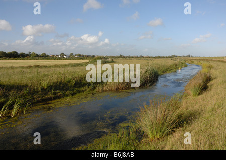 Höckerschwan Cygnus Olor Newport Feuchtgebiete National Nature Reserve Newport Wales UK Europe Stockfoto