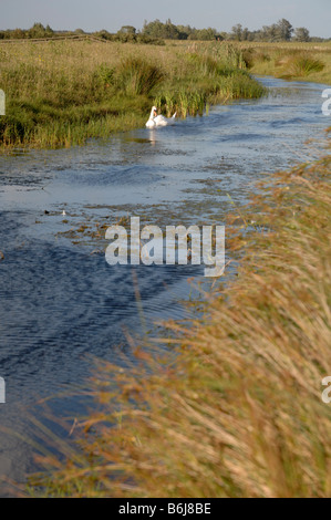 Höckerschwan Cygnus Olor Newport Feuchtgebiete National Nature Reserve Newport Wales UK Europe Stockfoto