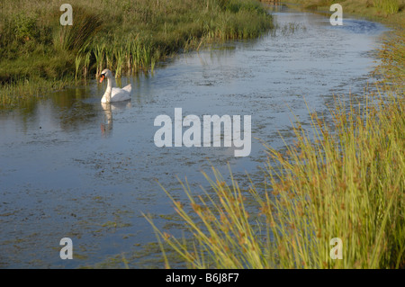 Höckerschwan Cygnus Olor Newport Feuchtgebiete National Nature Reserve Newport Wales UK Europe Stockfoto