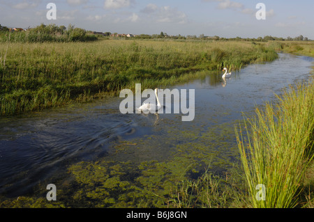 Höckerschwan Cygnus Olor Newport Feuchtgebiete National Nature Reserve Newport Wales UK Europe Stockfoto