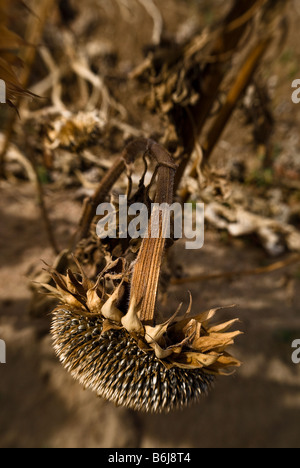 Eine Ende der Saison ausgetrocknet Sonnenblumen Droops nach unten, so dass die großen Samen auf den Boden fallen Stockfoto