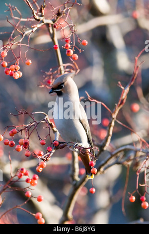 Seidenschwanz - Bombycilla garrulus Stockfoto