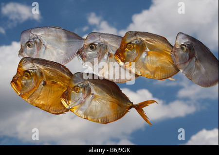 Der Fisch ist wertvolle Lebensmittel und auf Nahrhaftigkeit konkurriert sie die besten Noten von Fleisch Stockfoto