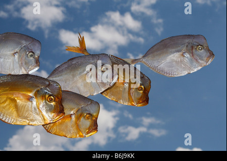 Der Fisch ist wertvolle Lebensmittel und auf Nahrhaftigkeit konkurriert sie die besten Noten von Fleisch Stockfoto