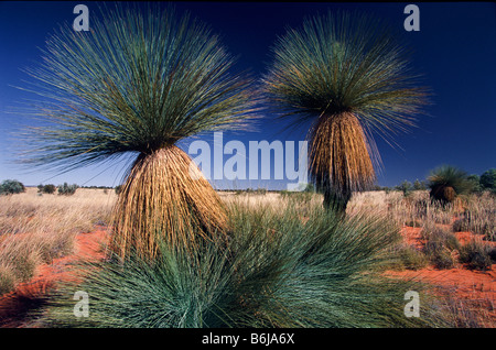 "Grass Trees" "Zentral-Australien" Stockfoto